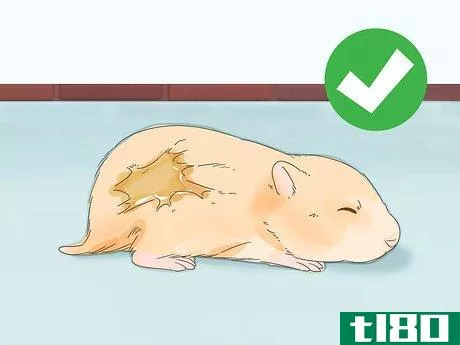 Image titled Give Your Hamster a Bath Step 3