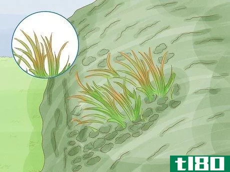 Image titled Identify Bryophytes Step 12