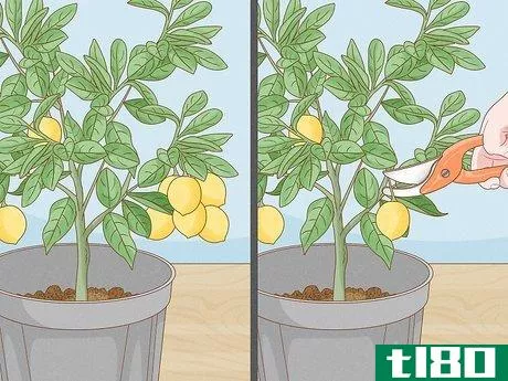 Image titled Grow Lemon Trees Indoors Step 17