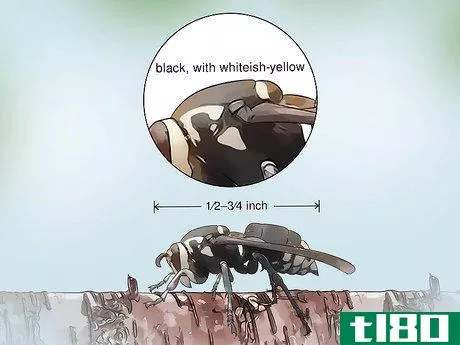 Image titled Identify Wasps Step 7