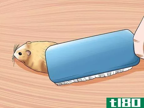 Image titled Groom a Syrian Hamster Step 5