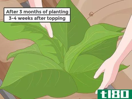 Image titled Grow Tobacco Step 14