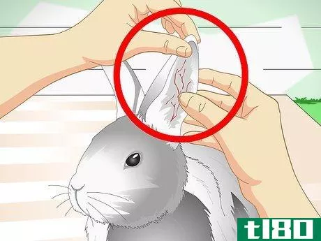 Image titled Keep Pet Rabbits Cool Step 5