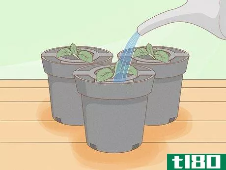Image titled Grow Plants Using Hydroponics Step 10