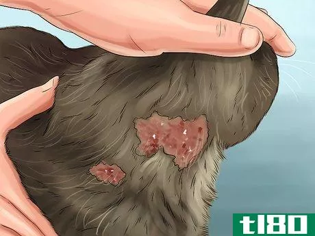 Image titled Give Steroids to Cats with Inflammation Step 10