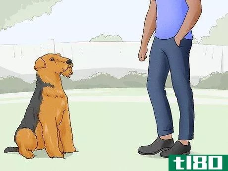 Image titled Identify an Airedale Terrier Step 10