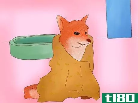 Image titled Groom a Pet Fox Step 6