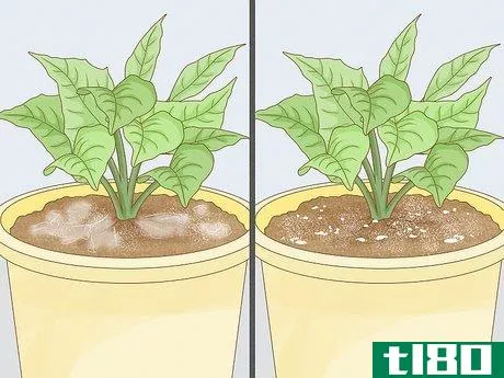 Image titled Get Rid of Mold on Houseplants Step 5