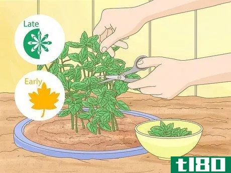 Image titled Grow Mint Step 16