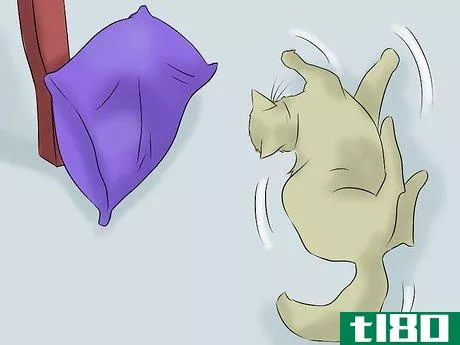 Image titled Help a Cat with Epileptic Seizures Step 1