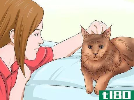 Image titled Groom a Maine Coon Cat Step 2