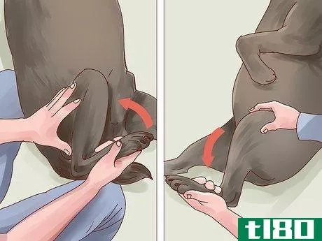Image titled Help Your Dog Through Physical Therapy Step 2