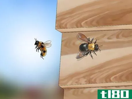 Image titled Get Rid of Bees Step 3