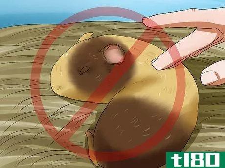 Image titled Get Your Guinea Pig to Stop Biting You Step 10