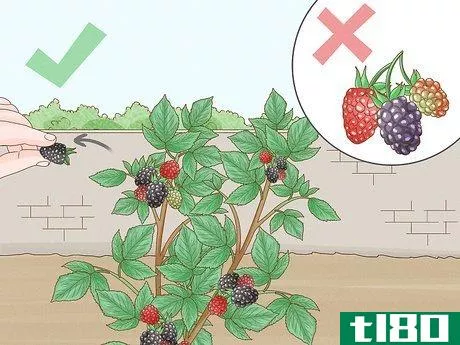 Image titled Harvest Blackberries Step 3