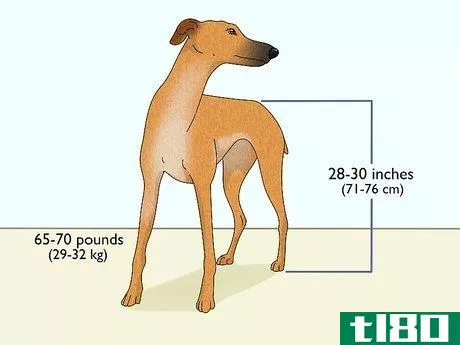 如何识别灰狗(identify a greyhound)