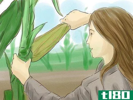 Image titled Grow Corn from Seed Step 11