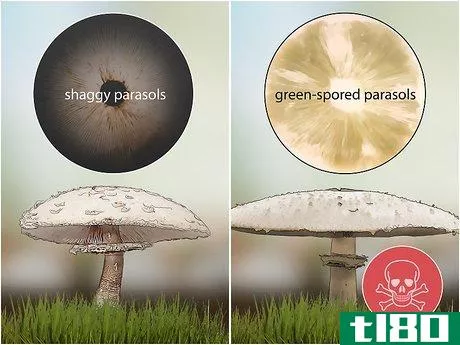 Image titled Identify Poisonous Mushrooms Step 10