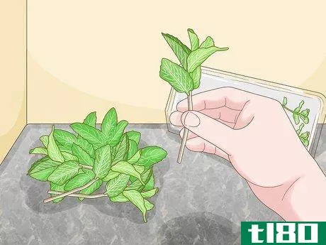 Image titled Grow Mint in a Pot Step 8