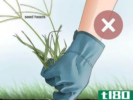 Image titled Get Rid of Crabgrass Step 8
