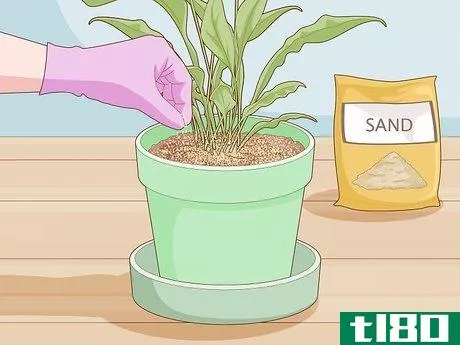 Image titled Get Rid of Gnats in Houseplants Step 14