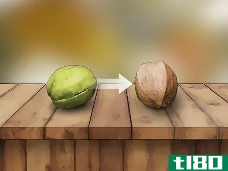 Image titled Identify Hickory Nuts Step 1