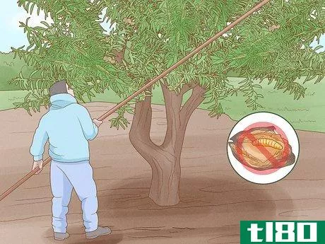 Image titled Grow Almonds Step 16
