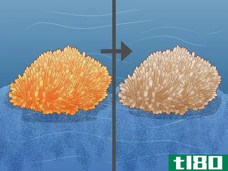 Image titled Grow Coral in an Aquarium Step 21