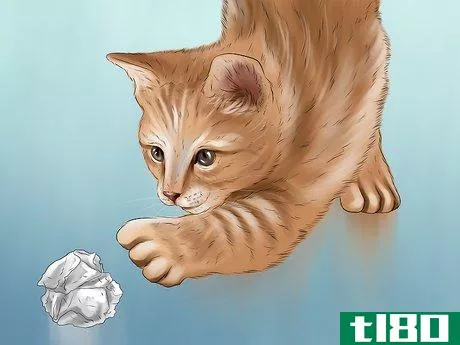 Image titled Identify a Singapura Cat Step 6