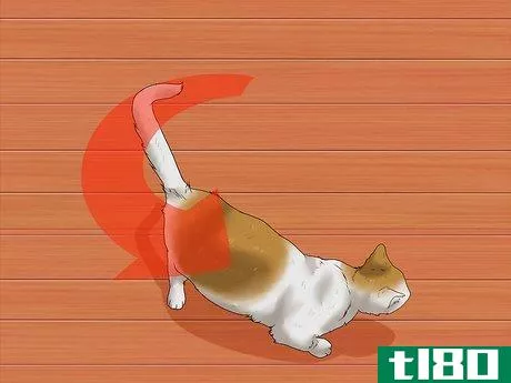 Image titled Identify if Your Cat Has Had a Stroke Step 4