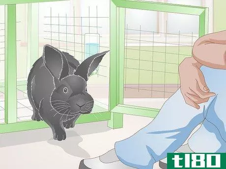 Image titled Earn Your Rabbit's Trust Step 5