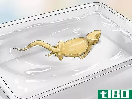 Image titled Give a Bearded Dragon a Bath Step 8