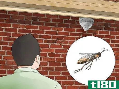 如何扔掉纸黄蜂窝(get rid of paper wasp nests)