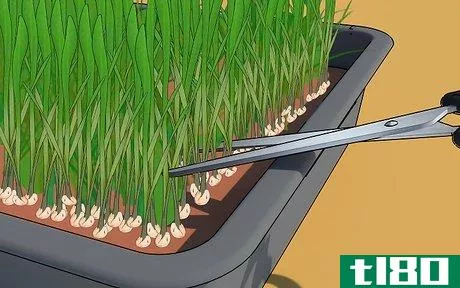 Image titled Grow Wheatgrass at Home Step 9