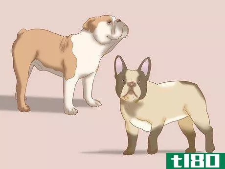 如何识别英国斗牛犬(identify an english bulldog)