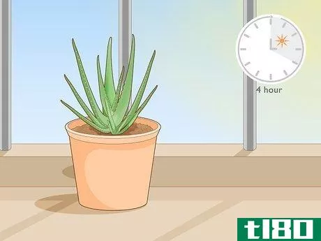 Image titled Keep an Aloe Vera Plant Fresh Step 2