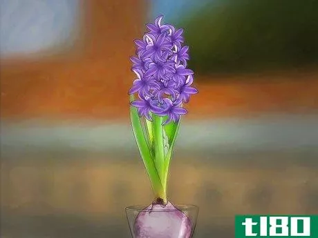 Image titled Grow a Hyacinth Bulb in Water Step 9