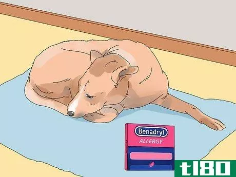 Image titled Give a Dog Benadryl Step 6
