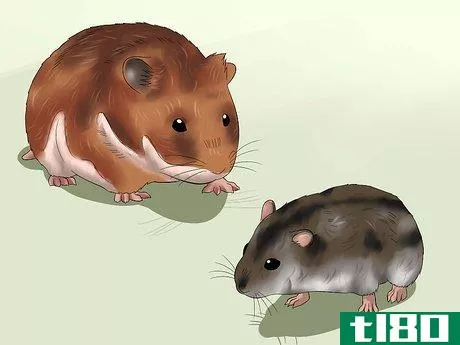 Image titled Get Hamsters to Stop Fighting Step 1