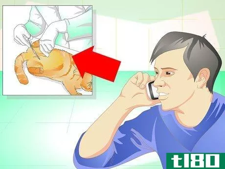 Image titled Get Your Cat Spayed Step 5