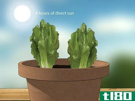 Image titled Grow Lettuce in a Pot Step 16