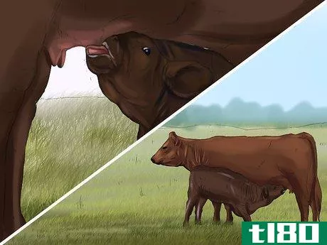 Image titled Identify Brangus Cattle Step 8