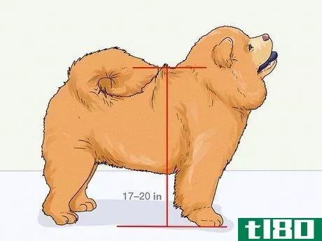 Image titled Identify a Chow Chow Step 1