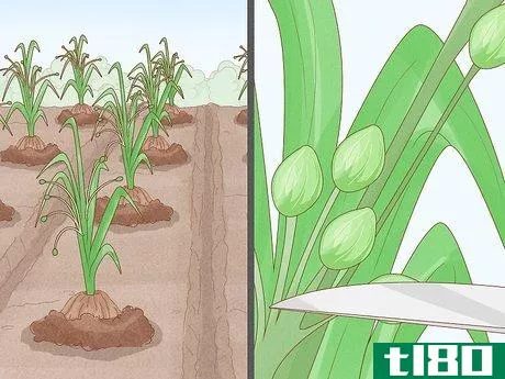 Image titled Grow Adlai Rice Step 13