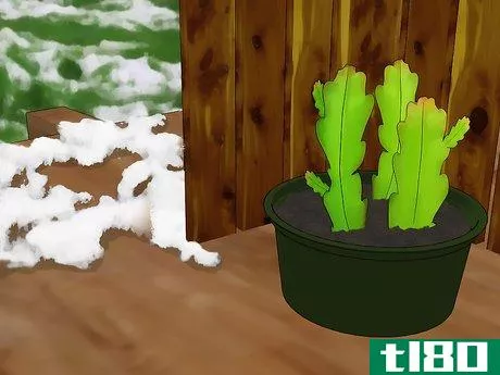 Image titled Grow Epiphyllum Cactus Step 8