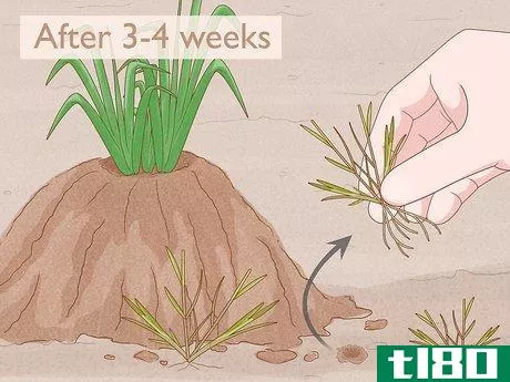 Image titled Grow Adlai Rice Step 11