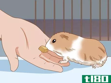 Image titled Get Your Guinea Pig to Eat a Treat Out of Your Hand Step 9