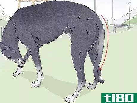 Image titled Identify a Greyhound Step 5