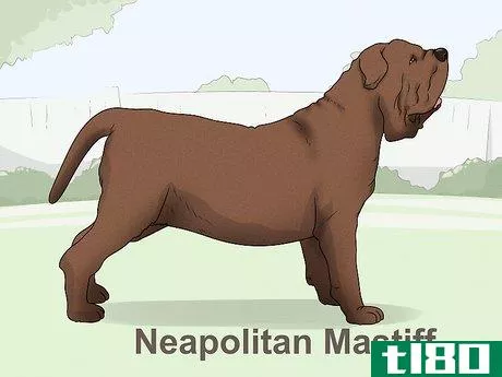 Image titled Identify a Mastiff Step 15
