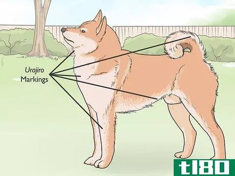 Image titled Identify a Shiba Inu Step 10